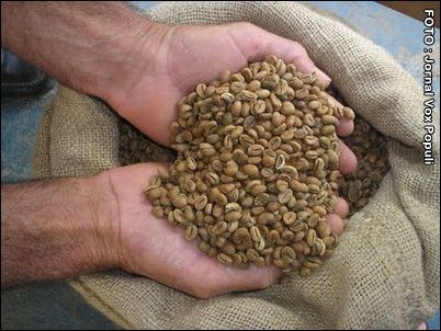 A cultura do café conillon é fonte geradora de emprego em