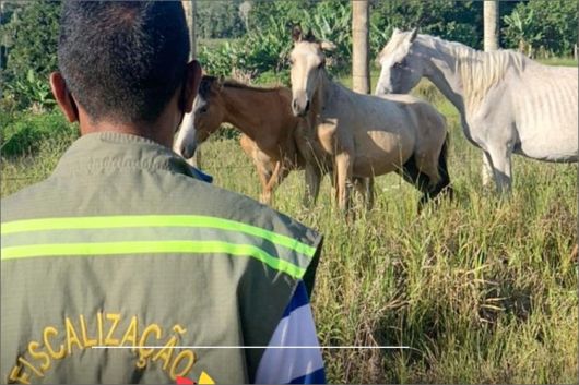 Prefeitura de Porto Seguro - Cavalo vítima de maus-tratos é