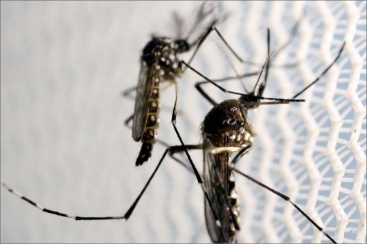 Know the difference in their characteristics between a mosquito and a dengue mosquito