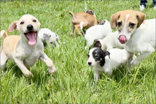 Foto: Ascom/ Prefeitura de Eunápolis