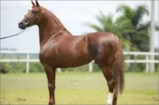 Foto: comprerural.com